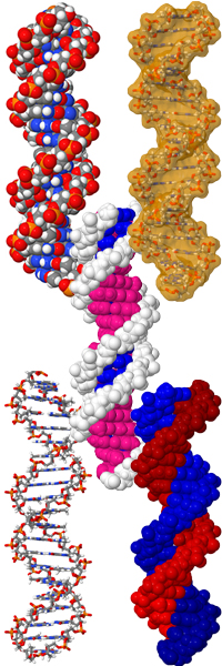 Spacefill model of DNA